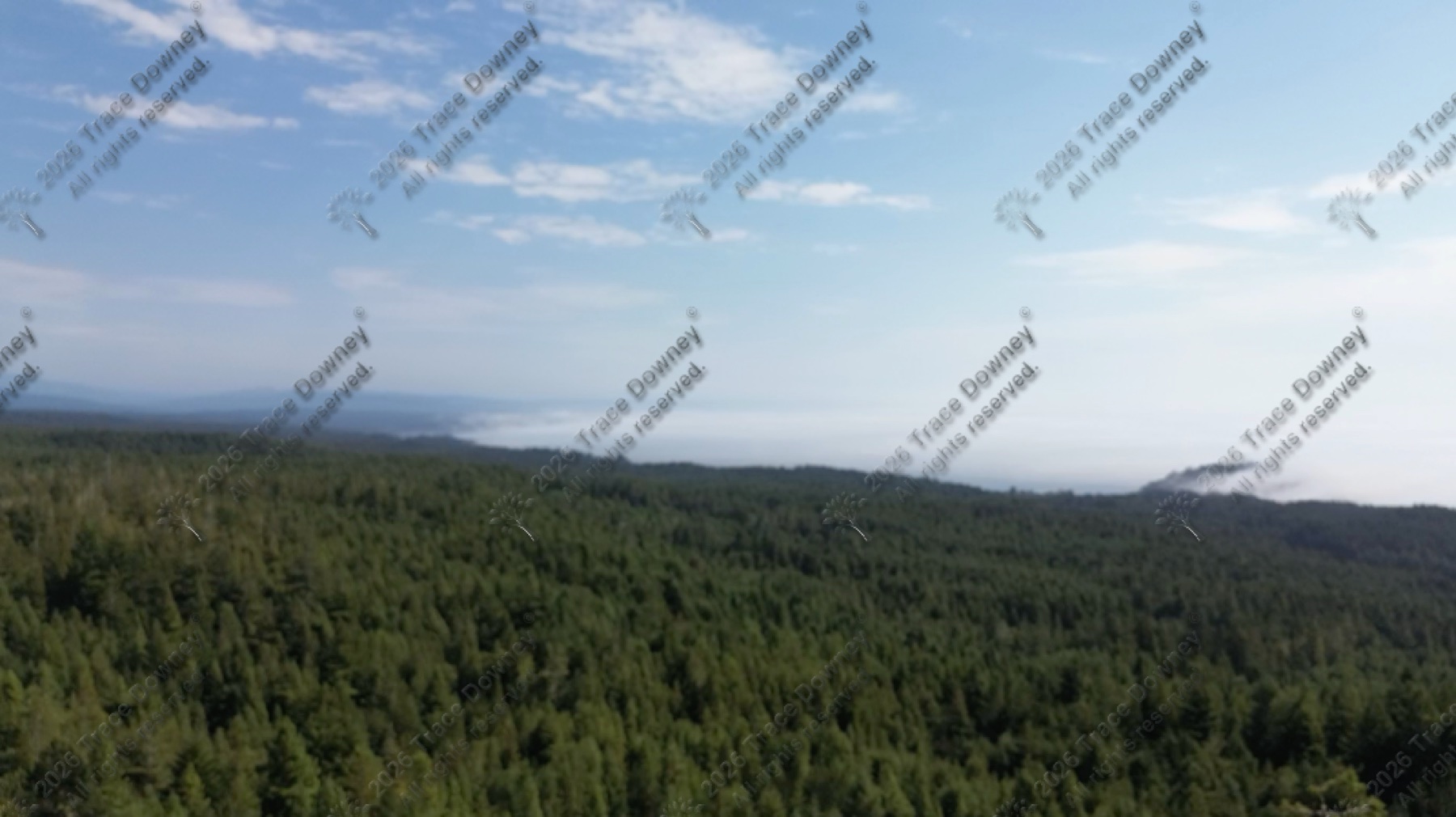 Raw drone still showing a forest canopy with low clouds along the horizon.