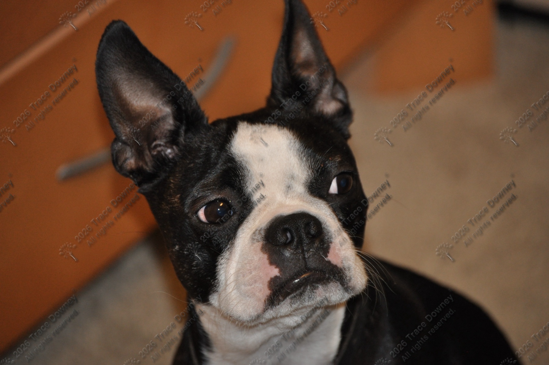 Close portrait of a Boston terrier looking up toward the camera.