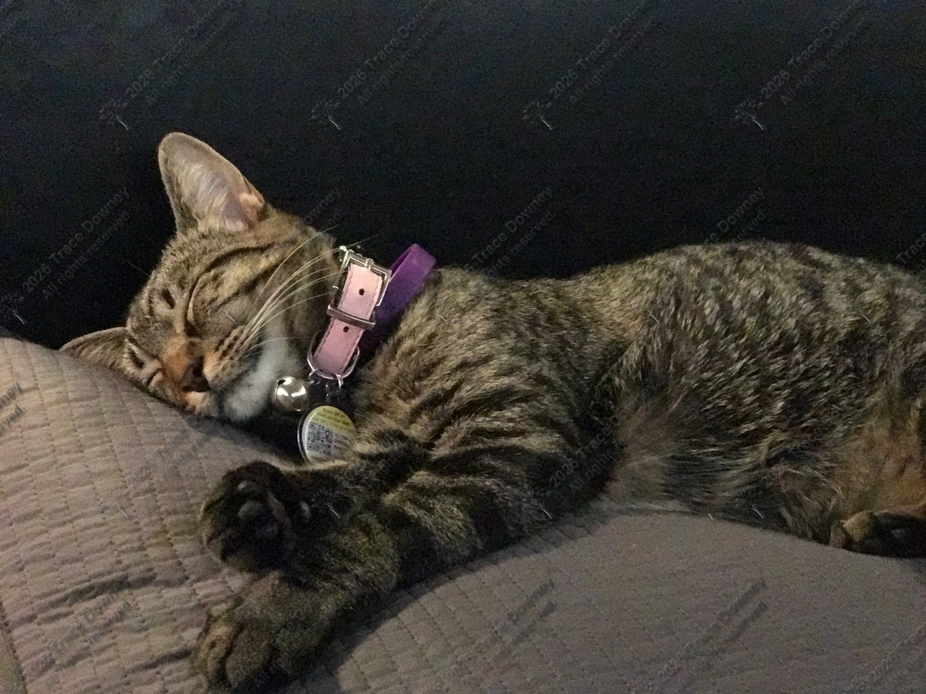 Tabby cat asleep on a cushion with a pink collar visible.