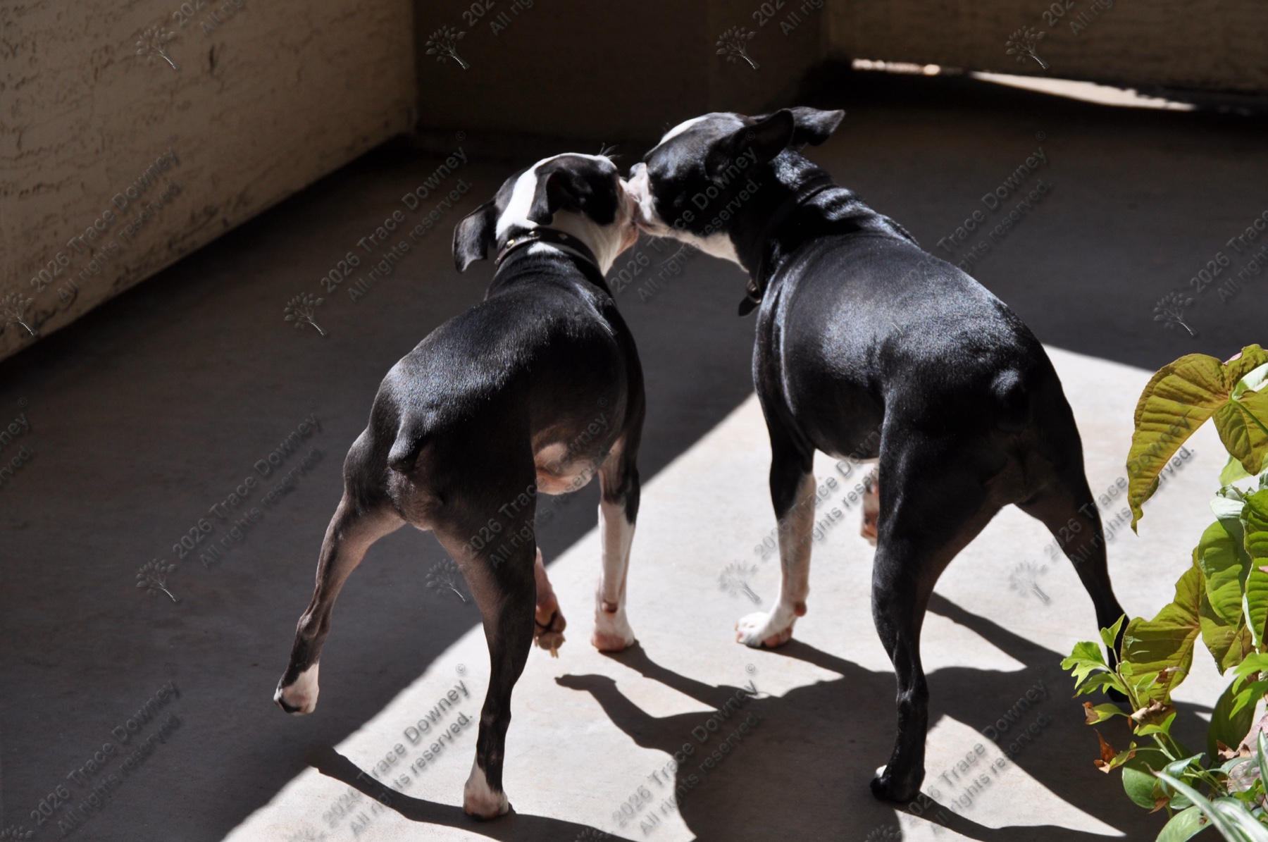 Two black-and-white dogs standing together in a patch of sunlight.